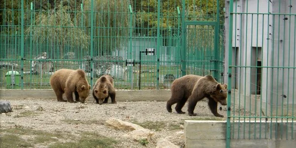 Urşii de la Zoo sunt nerăbdători să-şi primească vizitatorii