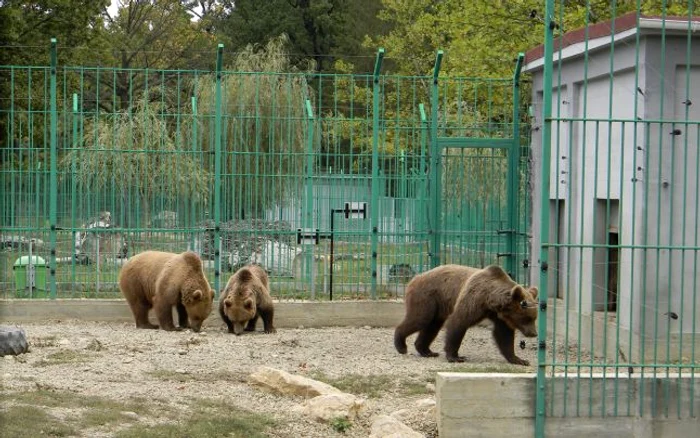 Urşii de la Zoo sunt nerăbdători să-şi primească vizitatorii