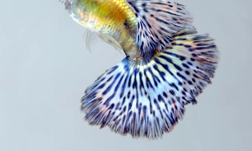 peşti guppy îngrijire jpeg