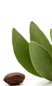 Jojoba oiljpg jpg jpeg