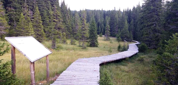 Vizitatorii au la dispoziţie 800 de metri de podeţe de lemn pentru a putea vizita rezervaţia care este inclusă în Parcul Natural Bucegi FOTO Ionuţ Dima