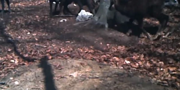 Capre negre în Parcul Naţional Buila - Vânturariţa din Vâlcea surprinse cu camerele de monitorizare Foto captură video