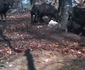 Capre negre în Parcul Naţional Buila - Vânturariţa din Vâlcea surprinse cu camerele de monitorizare Foto captură video