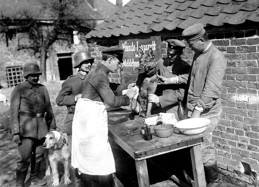 Un spital pentru câini nemţesc,  unde erau trataţii patrupezii răniţi pe front,  cca. 1918.