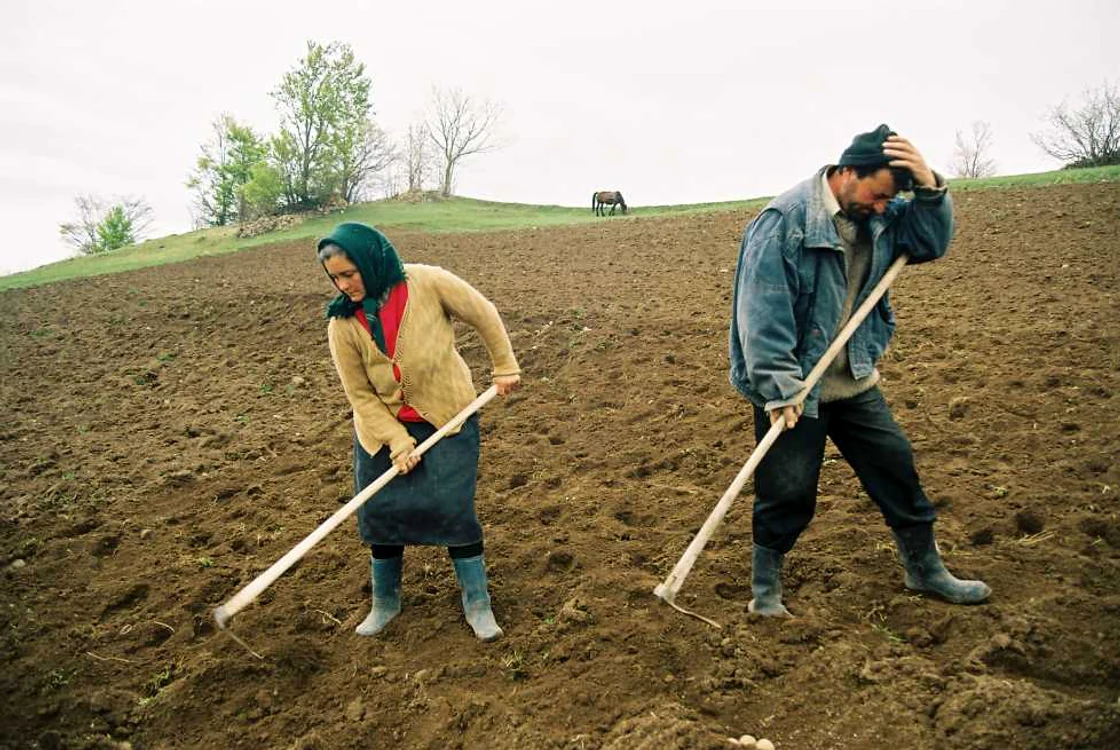 Agricultorii buzoieni afectaţi de secetă vor fi despăgubiţi                                         Foto: Arhivă Adevărul