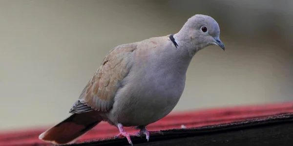 porumbel