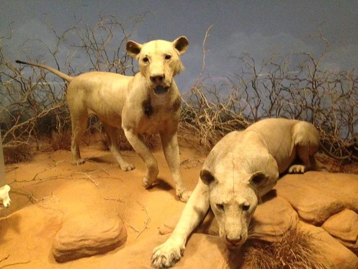 Leii din Tsavo în expoziţia de la Field Museum FOTO mnn.com