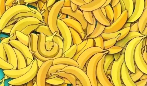 animal jpg