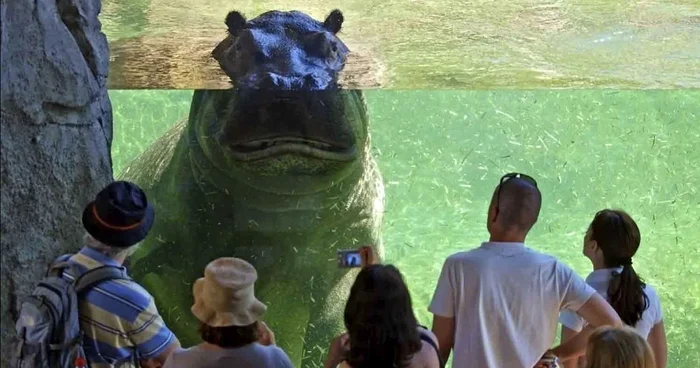 Primul bioparc al României ar putea avea o mulţime de exemplare FOTO bioparcvalencia.es