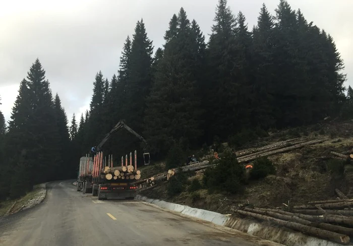 Percheziţiile vizează hoţii de lemne din comuna Dumbrăveşti. FOTO Adevărul