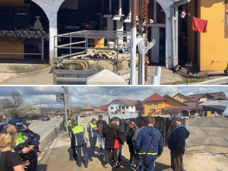 Polițiștii din Târgu Jiu, alertați după ce mai multe persoane sacrificau miei în stradă. „E normal așa ceva?”