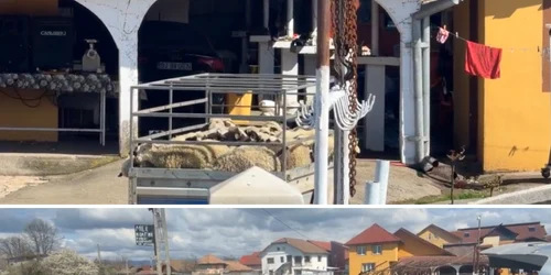 politistii din targu jiu, sesizati dupa ce mai multe persoane sacrificau miei in strada foto captura video facebook tv sud png