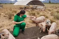 porci shutterstock jpg