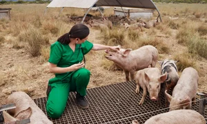 porci shutterstock jpg