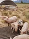 porci shutterstock jpg