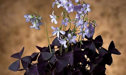 1 75274 original jpg jpeg