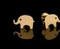 Cercei elefant jpeg