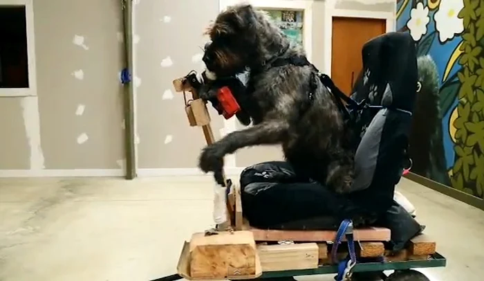 
    Câinele se descurcă foarte bine la volan  