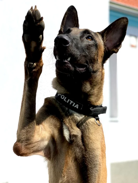 
    Blue este extrem de prietenos şi îi place să stea în preajma oamenilor  