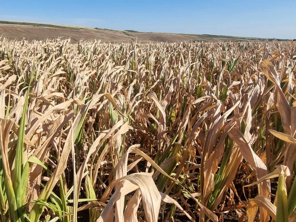 România se lupta cu Franța pentru titlul de cel mai mare producător de porumb din UE. Foto: Arhivă