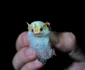 4 ectophylla alba in palma jpg jpeg