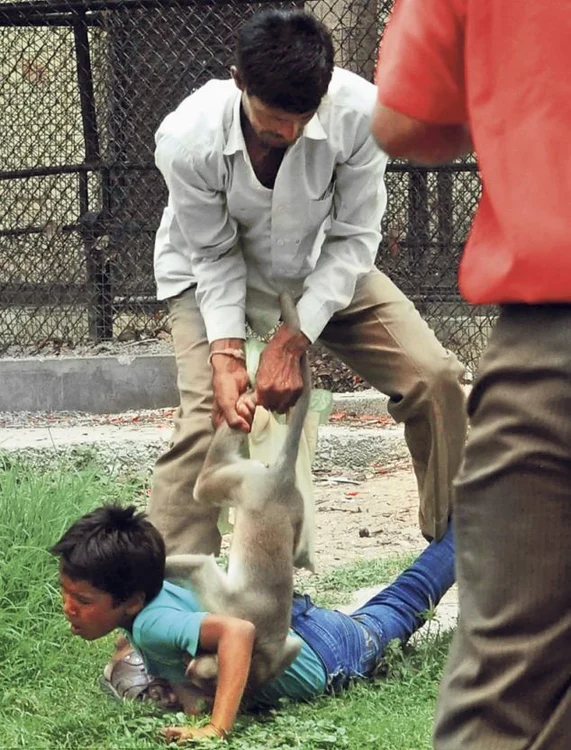 Maimuţă violentă (Foto: Barcroft)