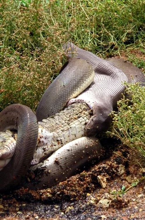 
    Crocodil înghitit de piton  