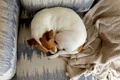 un caine care doarme  jpg