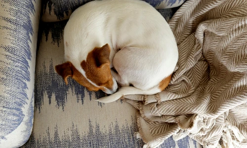 un caine care doarme  jpg