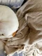 un caine care doarme  jpg