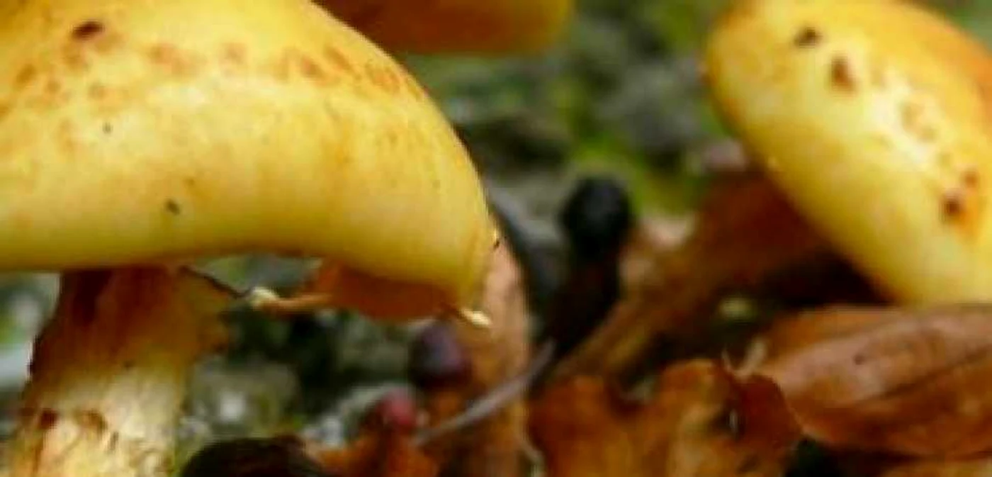 Ciupercile consumate de cei doi soţi au fost otrăvitoare