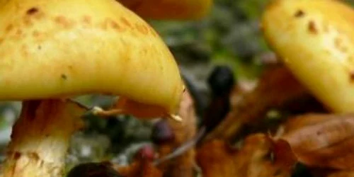 Femeia a consumat ciuperci adunate din pădure.