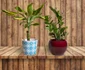 6 shutterstock 1606156534 dracaena jpg jpeg