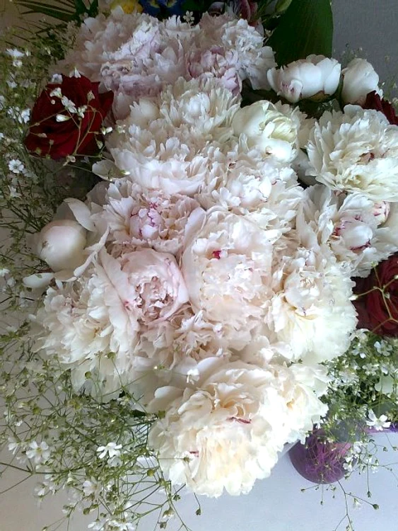 flori