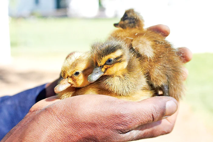 Bobocii sunt crescuţi pentru a înlocui raţele bătrâne