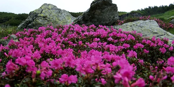 bujori munte foto montaniarzi.ro