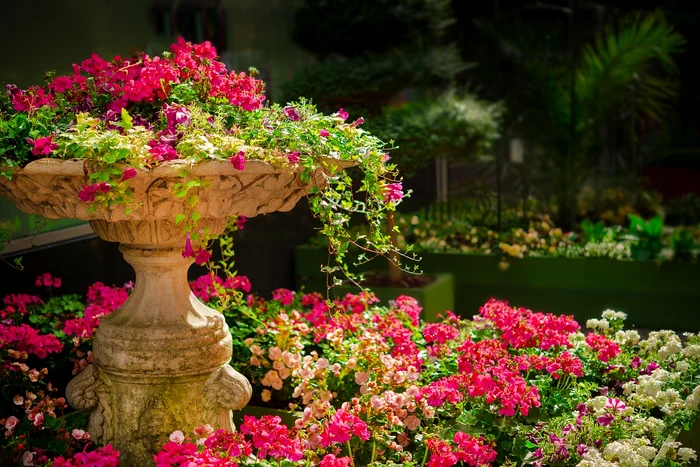 Grădină cu flori / foto: Pixabay