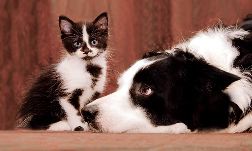 1 51940 original jpg jpeg