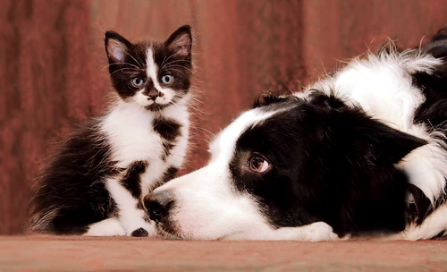 1 51940 original jpg jpeg