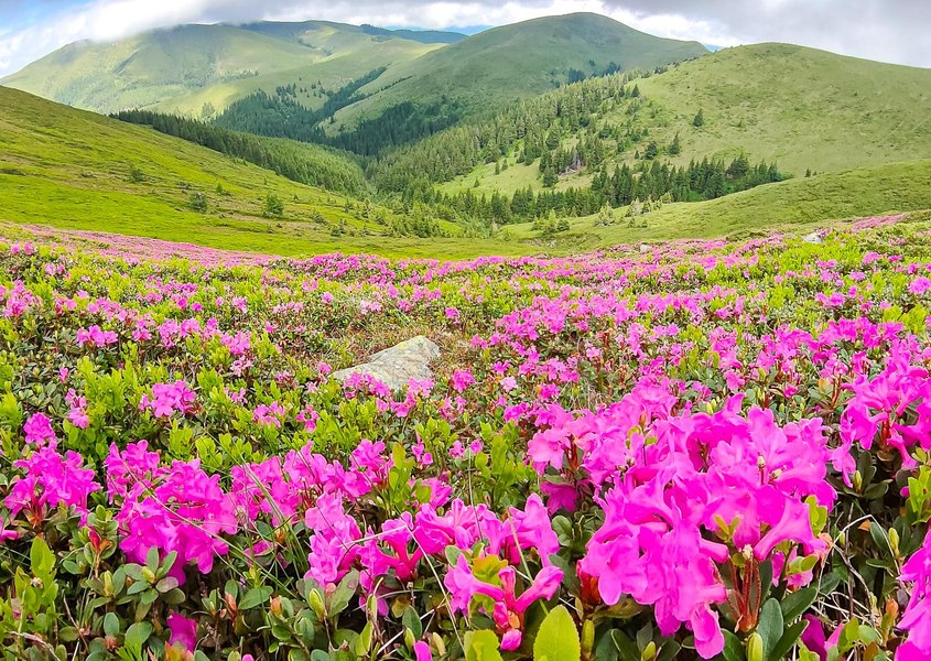 Pășunile alpine din Bucegi, colorate în roz. Unde poate fi admirată marea de Rododendron FOTO VIDEO