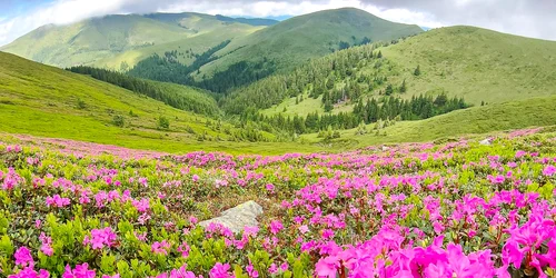 Rhododendron în Munții Bucegi. FOTO muntiiromaniei.ro
