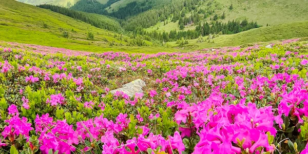 Rhododendron în Munții Bucegi. FOTO muntiiromaniei.ro