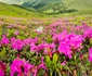 Rhododendron în Munții Bucegi. FOTO muntiiromaniei.ro