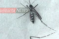 zika tantar121221212112 0 jpeg