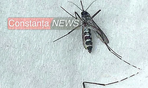 zika tantar121221212112 0 jpeg
