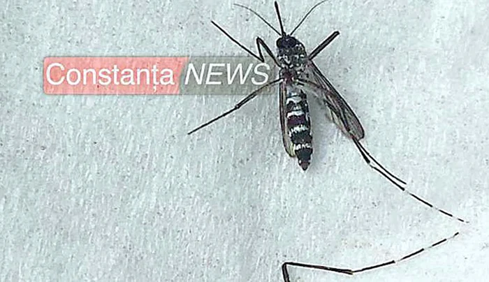 În America Latină, s-au născut mii de copii cu microcefalie după ce mamele lor fuseseră înțepate de țânțarul-tigrufoto: constanţa news