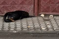 caine abandonat jpg