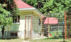 Ieşeanca a fost transferată  la Spitalul de Psihiatrie  Pădureni Grajduri jpeg