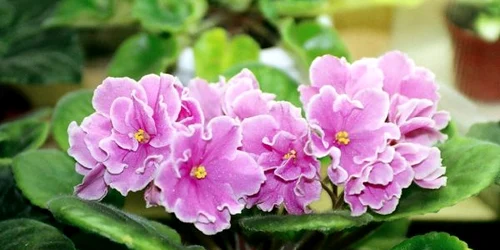 flori de aparatment iubitoare de umbra