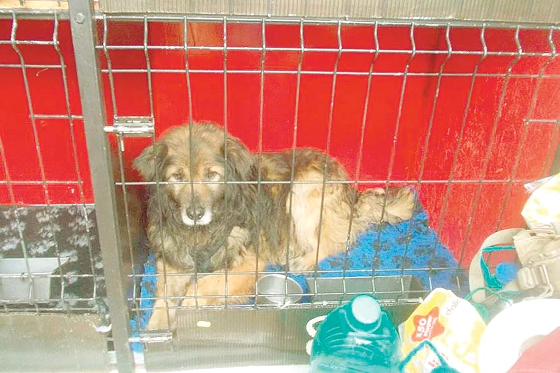 
    30 de patrupede şi-au  găsit până acum familii  adoptive în străinătate (Foto: asociaţia sufleţel- târgovişte)  